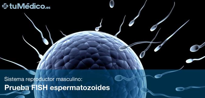 Prueba FISH espermatozoides