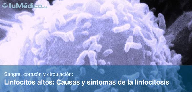 Linfocitos altos: Causas y sntomas de la linfocitosis