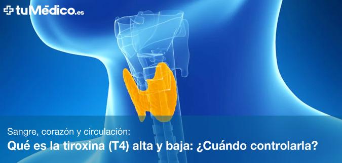 Qu es la tiroxina (T4) alta y baja: Cundo controlarla?